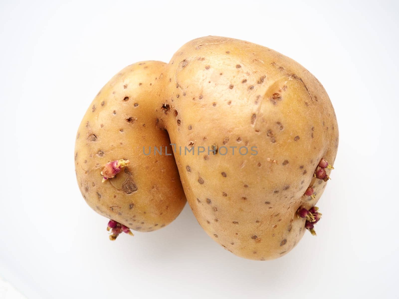 Ugly potatoes on white background. Unnormal vegetable, zero waste. Irregular shaped pratie spud. Influence of dioxins, radiation, pesticides and mutagenic factors on plant development