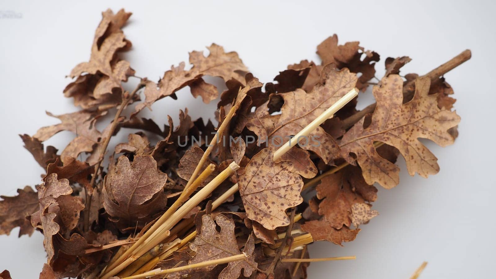 The badnjak veseljak is a tree branch or entire tree that is central to Serbian Christmas celebrations. It is placed on a fire on Christmas Eve and its branches are later brought home by worshipers