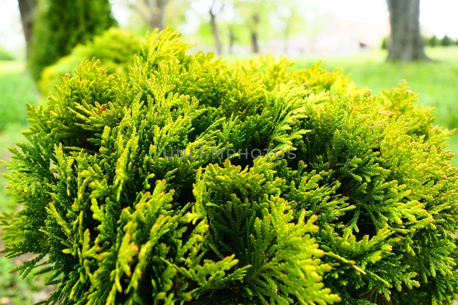 Sheared thuja on the lawn. Shaping the crown of thuja. Garden and park. Floriculture and horticulture. Landscaping of urban and rural areas. Yellow-green leaves and needles of coniferous plant.