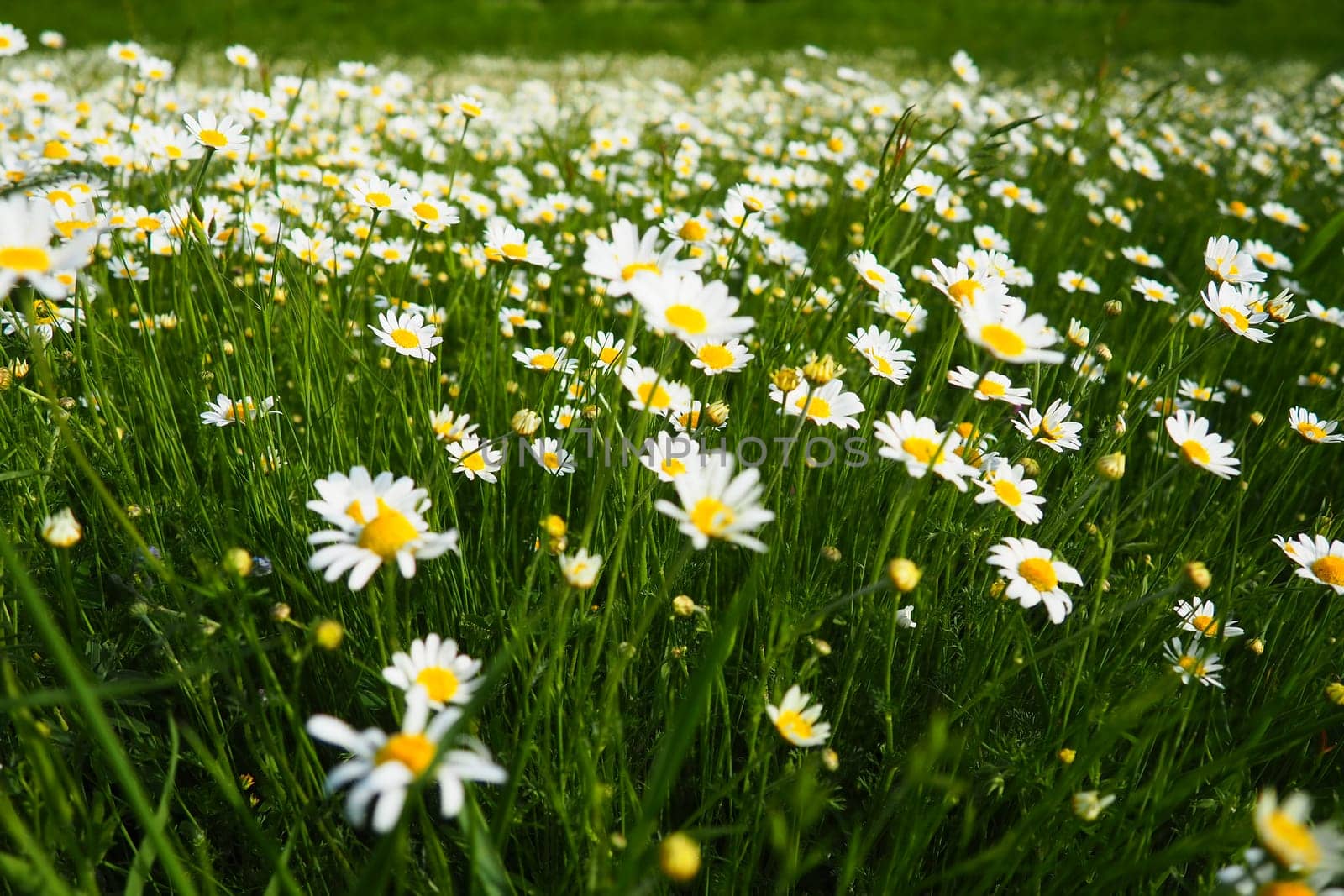 Daisies grow in the field. Matricaria chamomilla as a medicinal, cosmetic and aromatic agent. A field of beautiful daisies. Meadow wild white and yellow flower. Agricultural field overgrown with weeds
