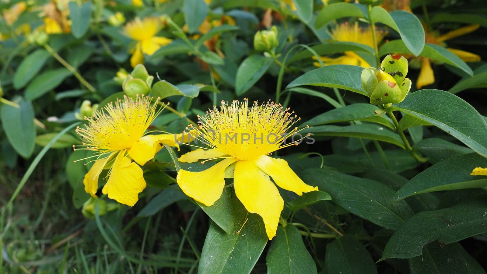 Hypericum calycinum is a species of prostrate or low-growing shrub in the flowering plant family Hypericaceae. Widely cultivated for its large yellow flowers as a garden plant include Rose-of-Sharon.