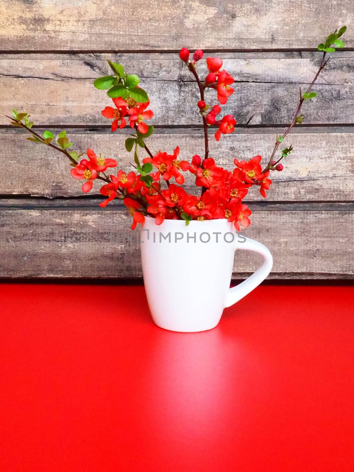 Still life with red flowers and crockery. Branches and scarlet flowers of chaenomeles in a white cup with a handle on a red table, against the background of wooden boards. Apartment kitchen design.