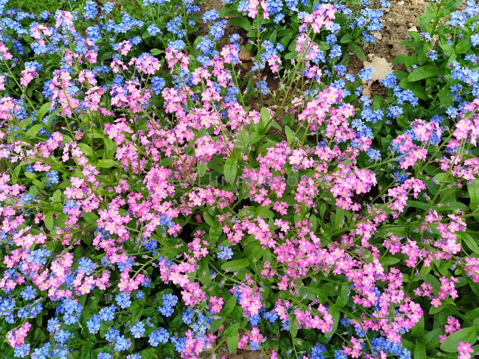Forget-me-nots. Myosotis flowering blue pink plants in the family Boraginaceae. Forget-me-nots or scorpion grasses. Myosotis alpestris flowers for decorating lawns and flower beds. Garden landscape