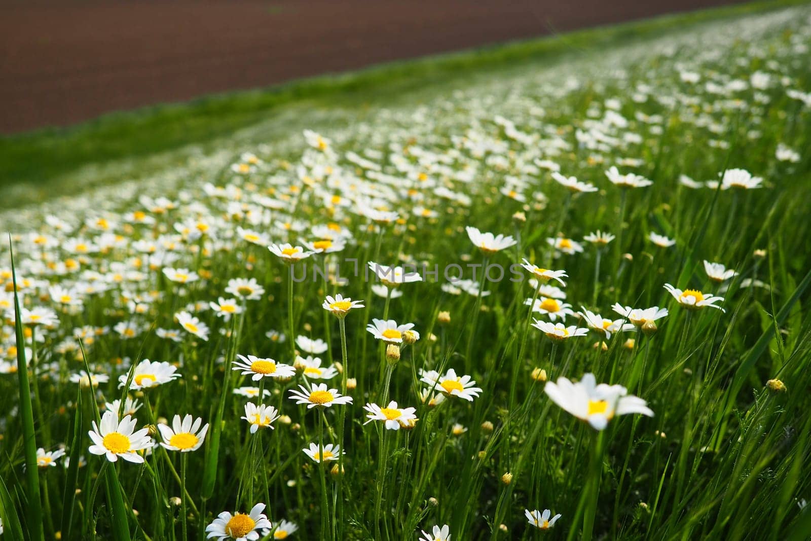 Daisies grow in the field. Matricaria chamomilla as a medicinal, cosmetic and aromatic agent. A field of beautiful daisies. Meadow wild white and yellow flower. Agricultural field overgrown with weeds