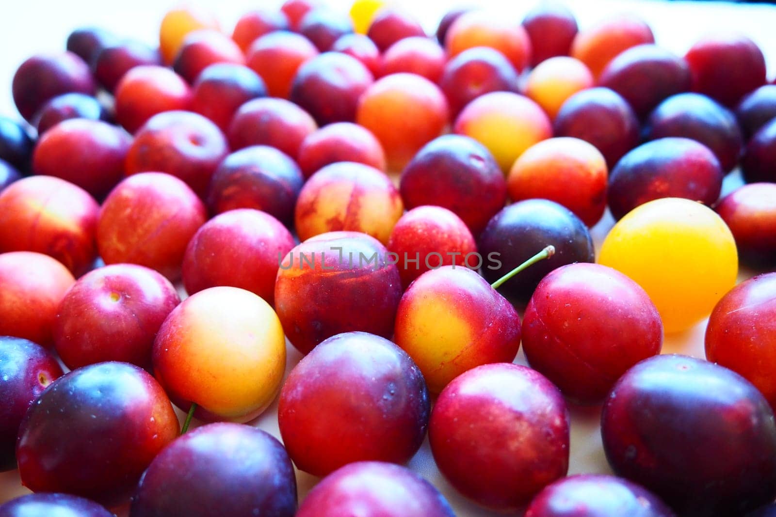 Cherry plum on a white background. A yellow-red cherry plum mix just removed from a tree. Delicious fresh plum berries. Appetizing large cherry plum for sale catalog. Food on a white background.