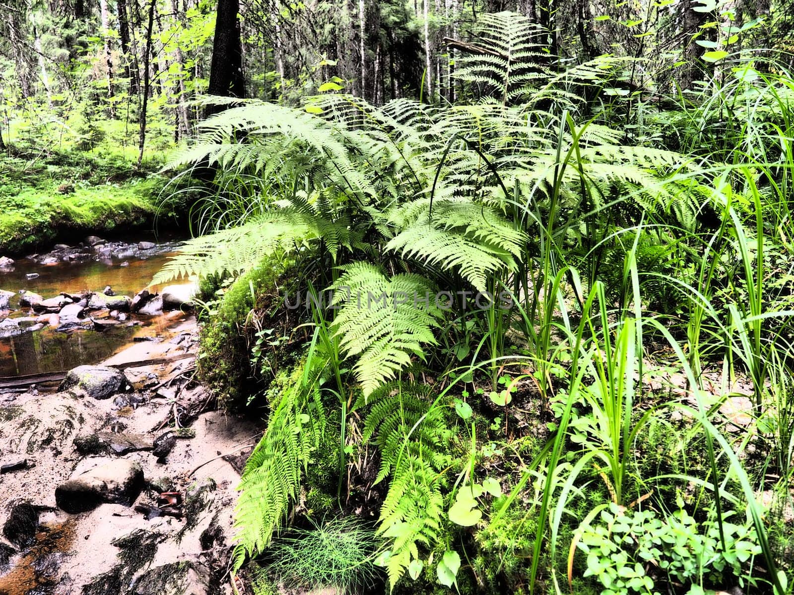 Fern plant in the forest. Beautiful graceful green leaves. Polypodiphyta, vascular plants, modern ferns and ancient higher plants. Fern Polypodiophyta appeared millions years ago in the Paleozoic era.