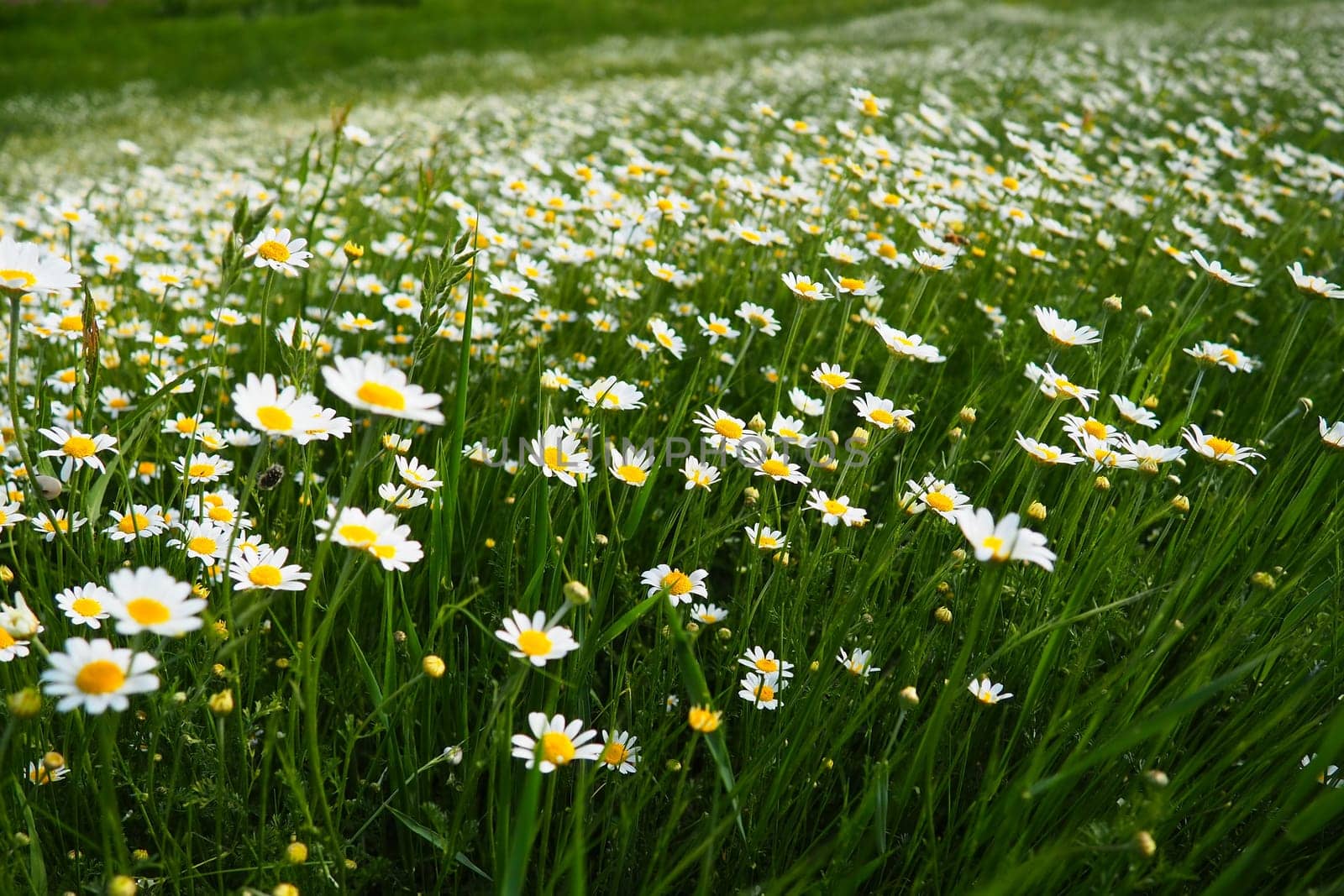 Daisies grow in the field. Matricaria chamomilla as a medicinal, cosmetic and aromatic agent. A field of beautiful daisies. Meadow wild white and yellow flower. Agricultural field overgrown with weeds
