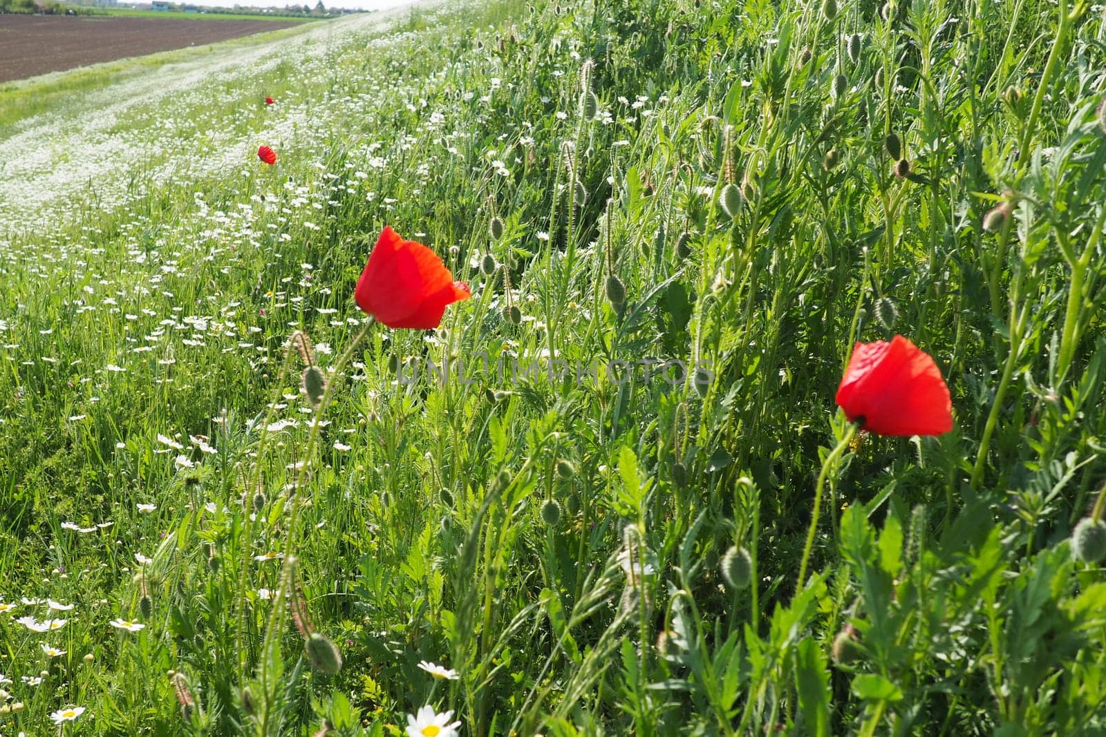 Daisies and poppies grow in the field. Wild flowers as a medicinal, cosmetic and aromatic agent. A field of beautiful daisies and poppies. Agricultural field overgrown with weeds. Red poppy.