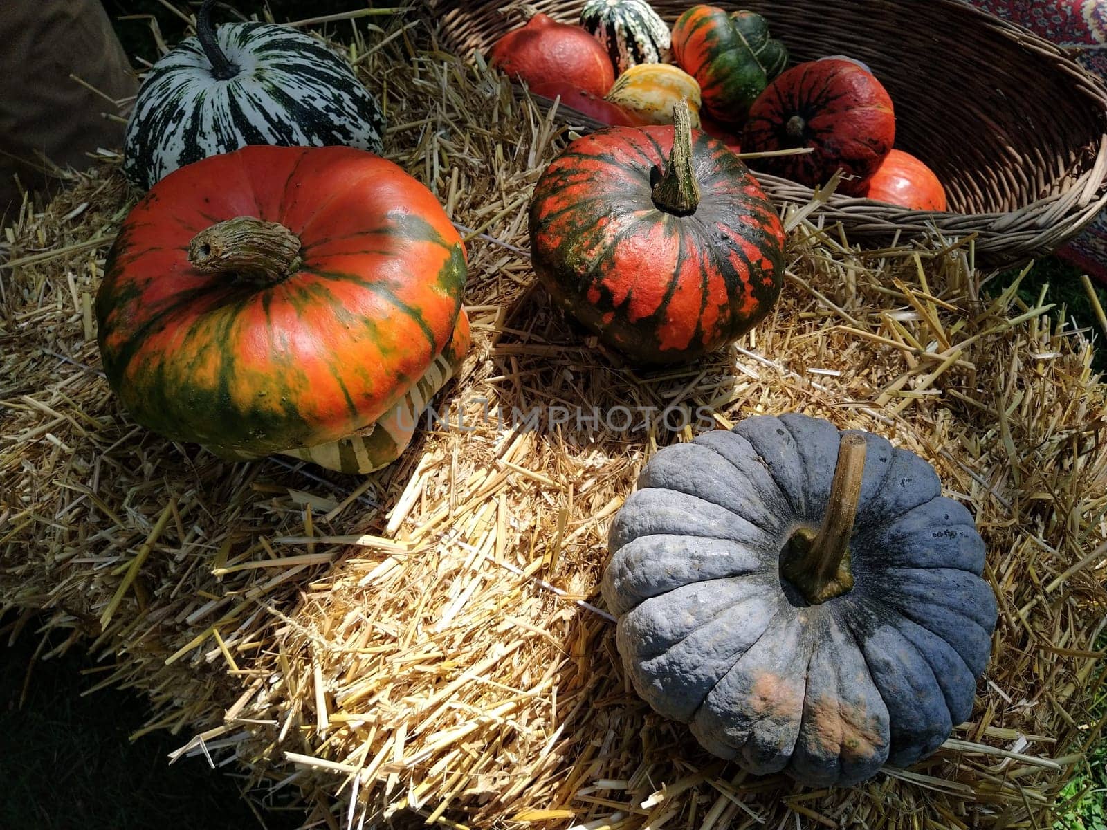 Gray pumpkin and several orange pumpkins on straw. Botanical variety of pumpkins. Vegetables zucchini and squash. Halloween symbol. Autumn harvest. Allhalloween, All Hallows Eve, or All Saints Eve.