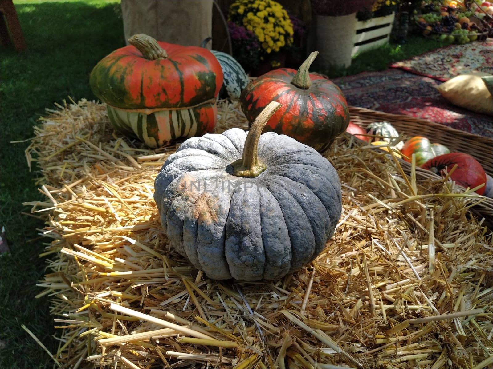 Gray pumpkin and several orange pumpkins on straw. Botanical variety of pumpkins. Vegetables zucchini and squash. Halloween symbol. Autumn harvest. Allhalloween, All Hallows Eve, or All Saints Eve.