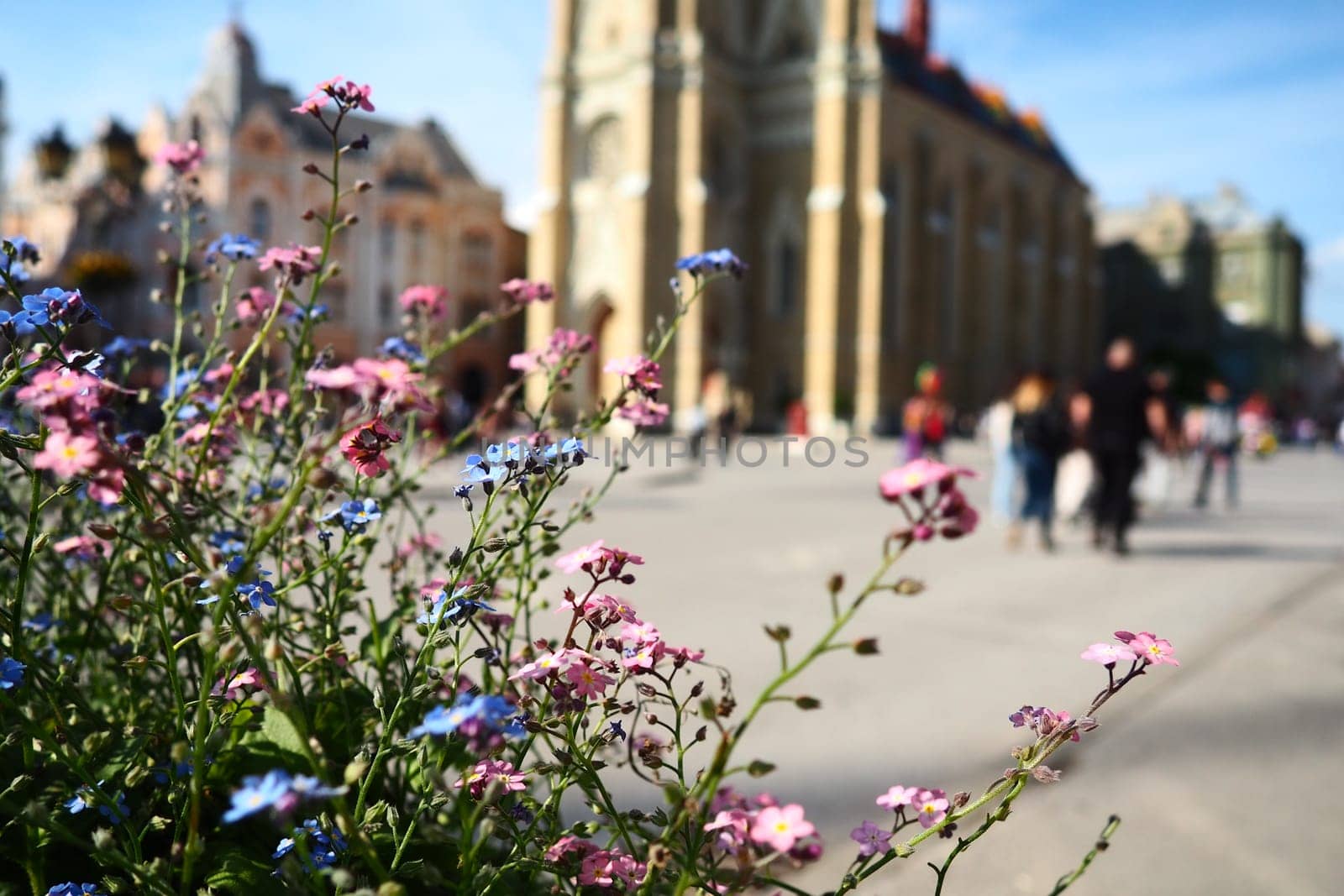 Freedom Square Novi Sad Serbia April 30 2022 People walk along the street. Pink and blue forget-me-not flowers grow in a flower bed. The Name of Mary Church, a Roman Catholic parish church in Novi Sad