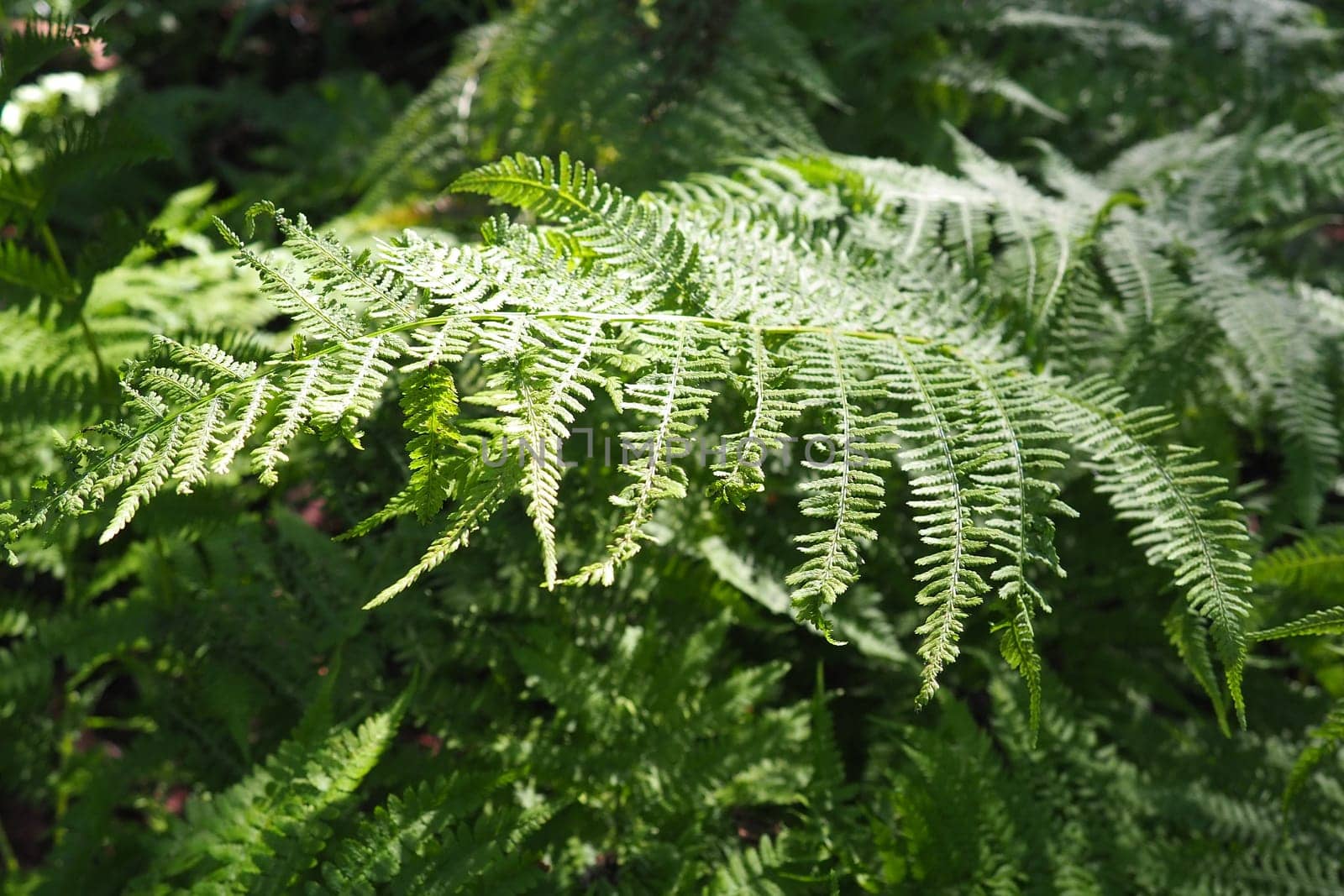 Fern plant in the forest. Beautiful graceful green leaves. Polypodiphyta, vascular plants, modern ferns and ancient higher plants. Fern Polypodiophyta appeared millions years ago in the Paleozoic era.