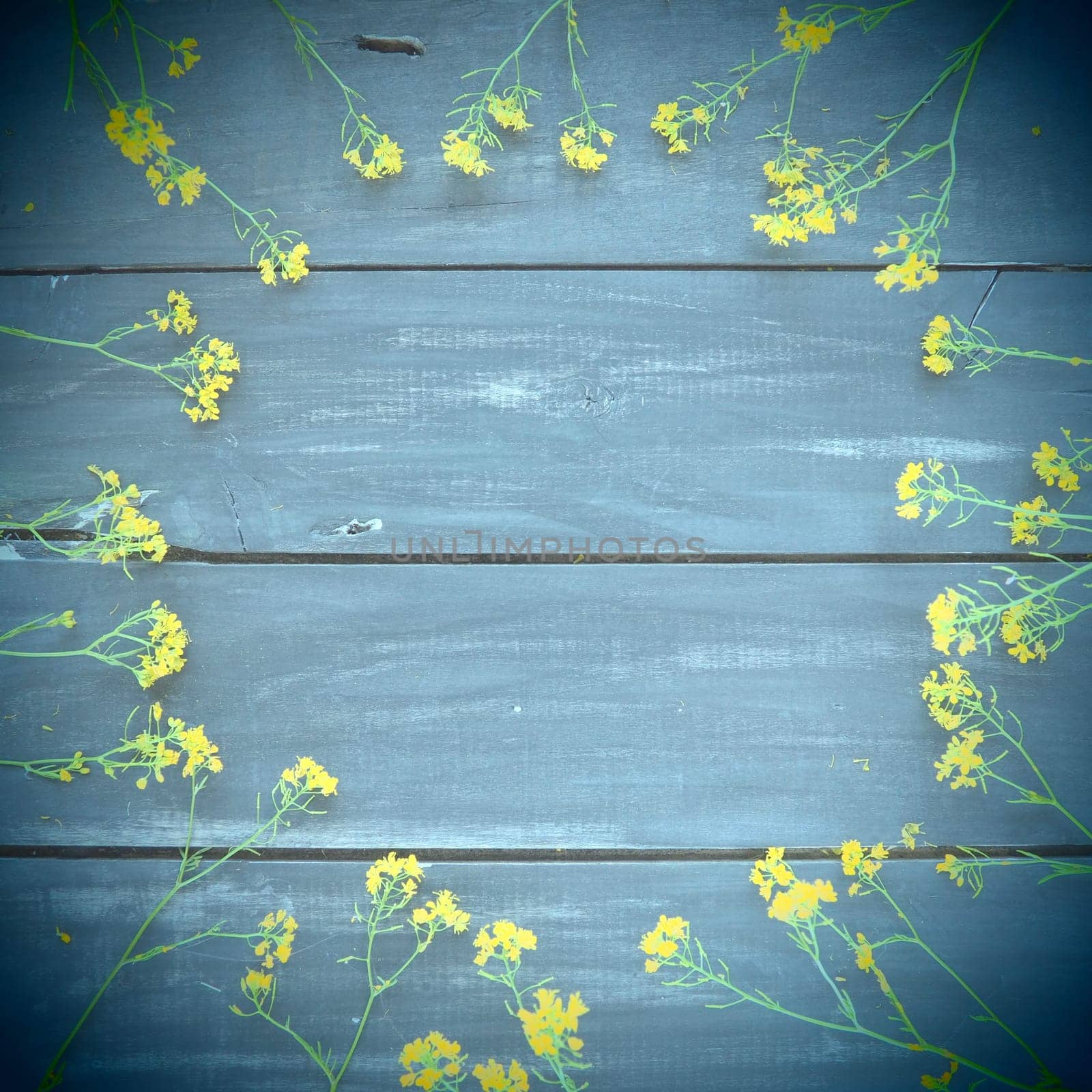 Yellow rapeseed flowers laid out in a circle on wooden background. Wildflowers are arranged neatly on the table. Copy space still life. Free space for text. Brassica napus Cabbageaceae. Wooden tray.