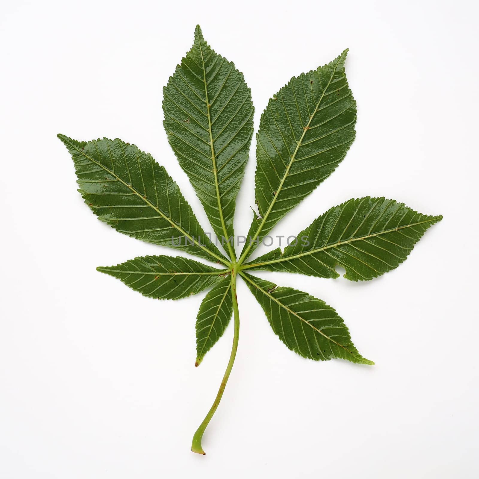 Chestnut leaf on a white background. The leaves are large, 7 - palmate, opposite, with long petioles. Horse chestnut, acorn, esculus Aesculus, a genus of plants in the Sapindaceae family Sapindaceae