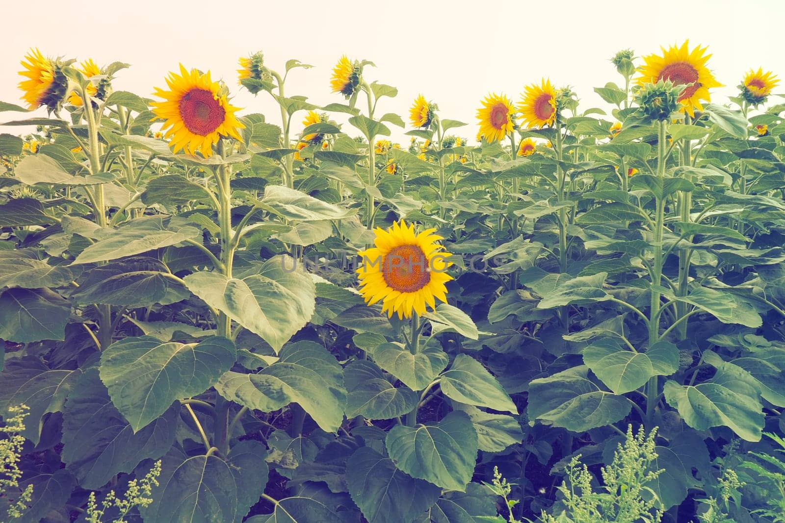 The Helianthus sunflower is a genus of plants in the Asteraceae family. Annual sunflower and tuberous sunflower. Agricultural field. Blooming bud with yellow petals. Furry leaves. Serbia skyline