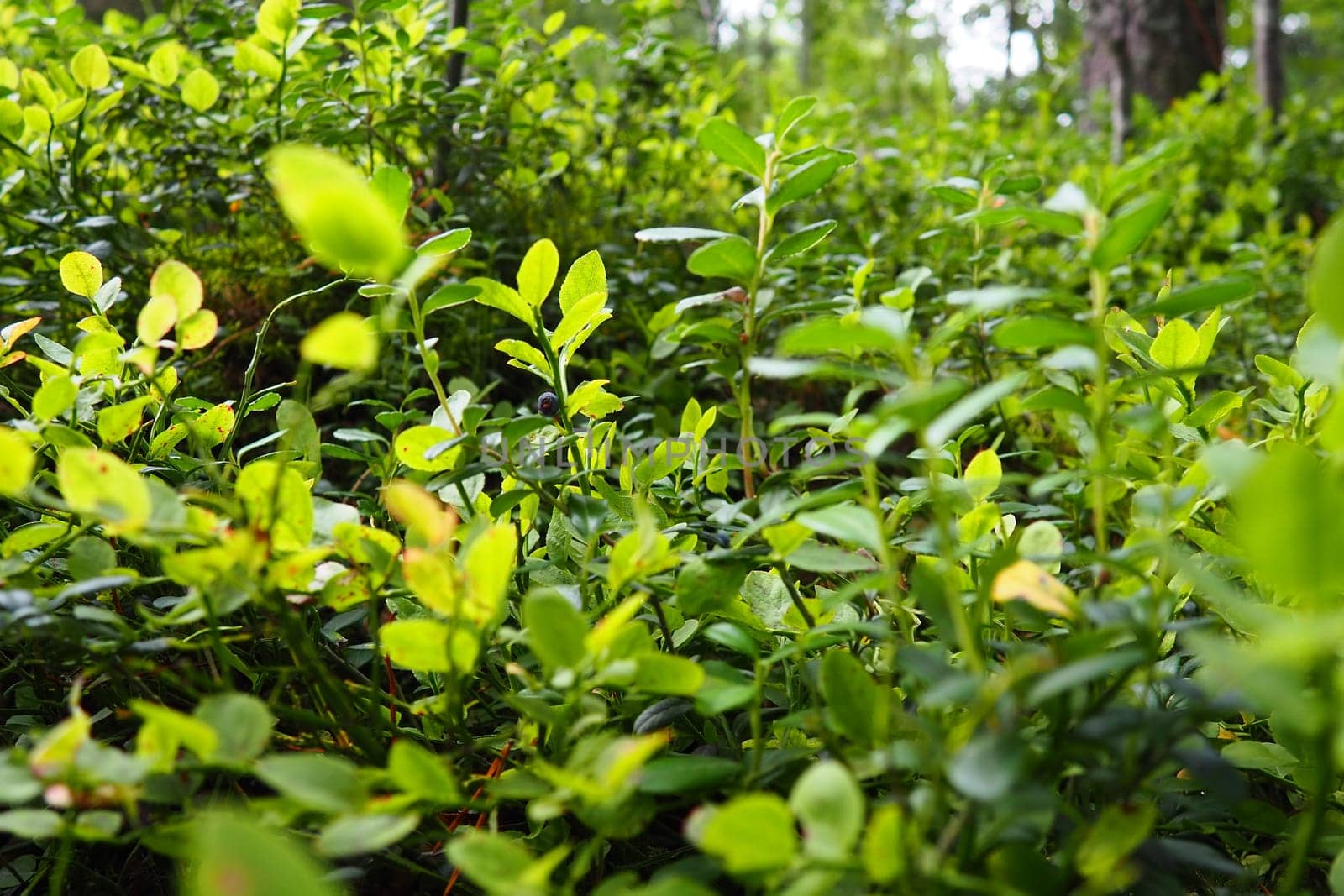 Blueberry, or Blueberry myrtle Vaccinium myrtillus, a low-growing shrub, a species of the genus Vaccinium of the family Heatheraceae. Forest wild blue purple berries and green leaves. Picking berries