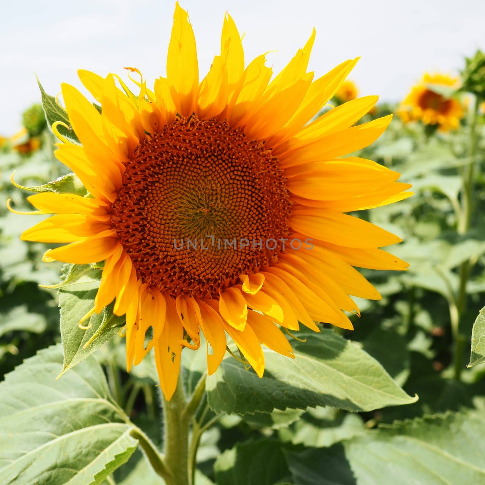 The Helianthus sunflower is a genus of plants in the Asteraceae family. Annual sunflower and tuberous sunflower. Agricultural field. Blooming bud with yellow petals. Furry leaves One big flower