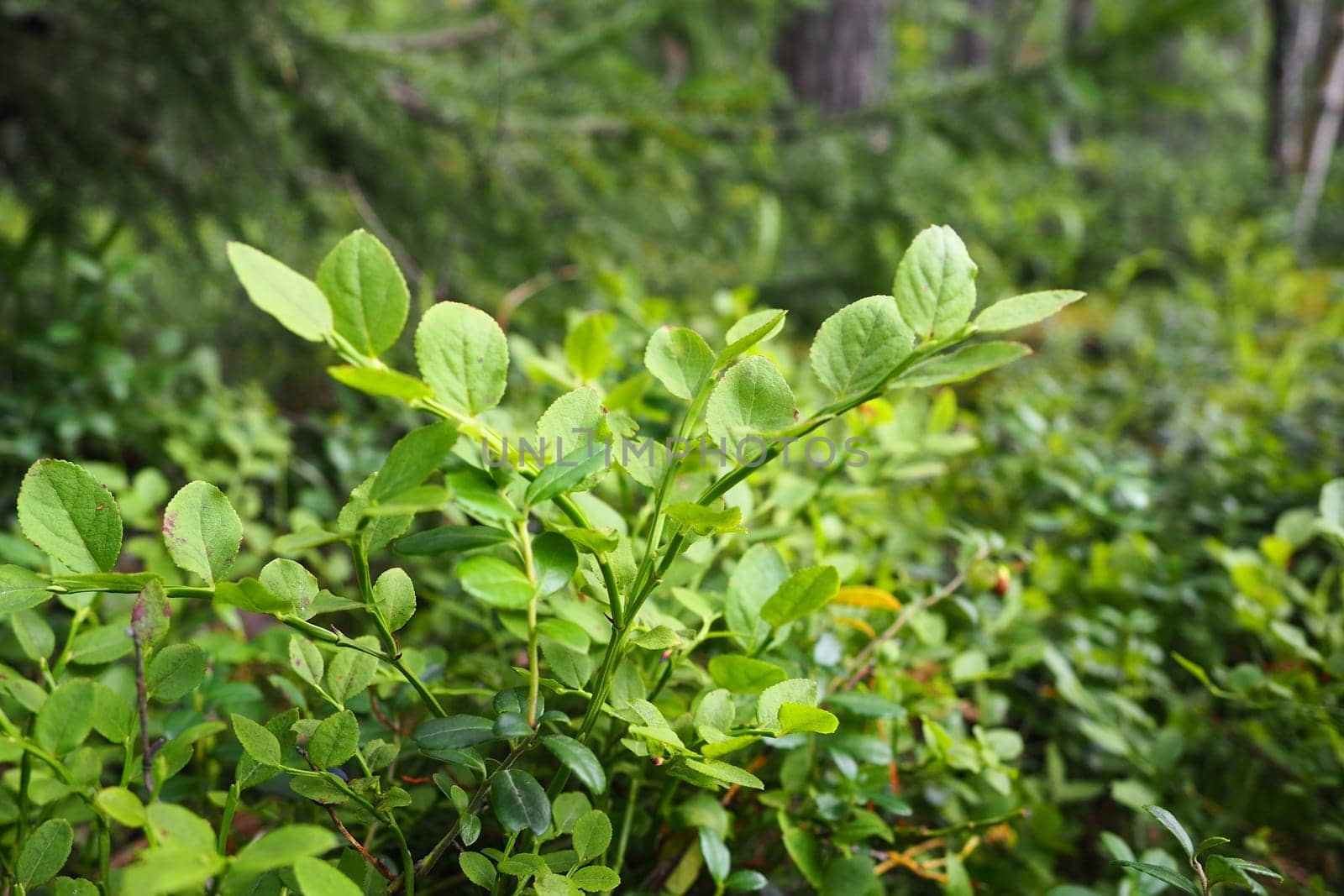 Blueberry, or Blueberry myrtle Vaccinium myrtillus, a low-growing shrub, a species of the genus Vaccinium of the family Heatheraceae. Forest wild blue purple berries and green leaves. Picking berries