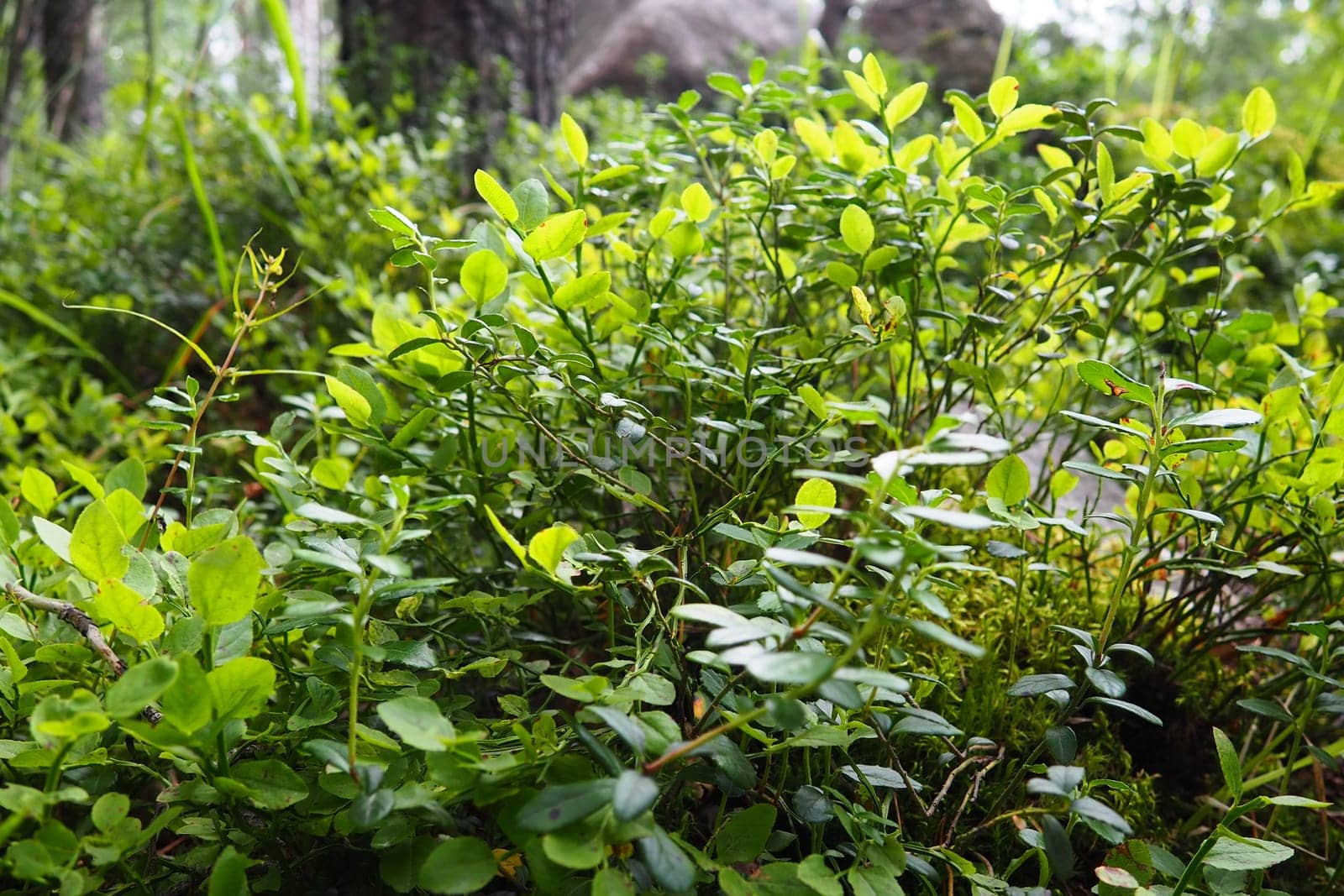 Blueberry, or Blueberry myrtle Vaccinium myrtillus, a low-growing shrub, a species of the genus Vaccinium of the family Heatheraceae. Forest wild blue purple berries and green leaves. Picking berries