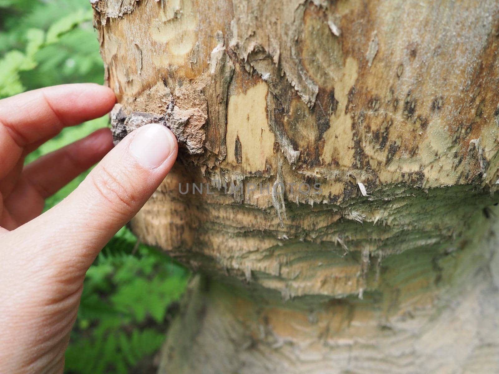 A tree gnawed by a beaver. Damaged bark and wood. The work of a beaver for the construction of a dam. Taiga, Karelia. Hunting and fishing. Vital activity of forest European animals. Woman's hand