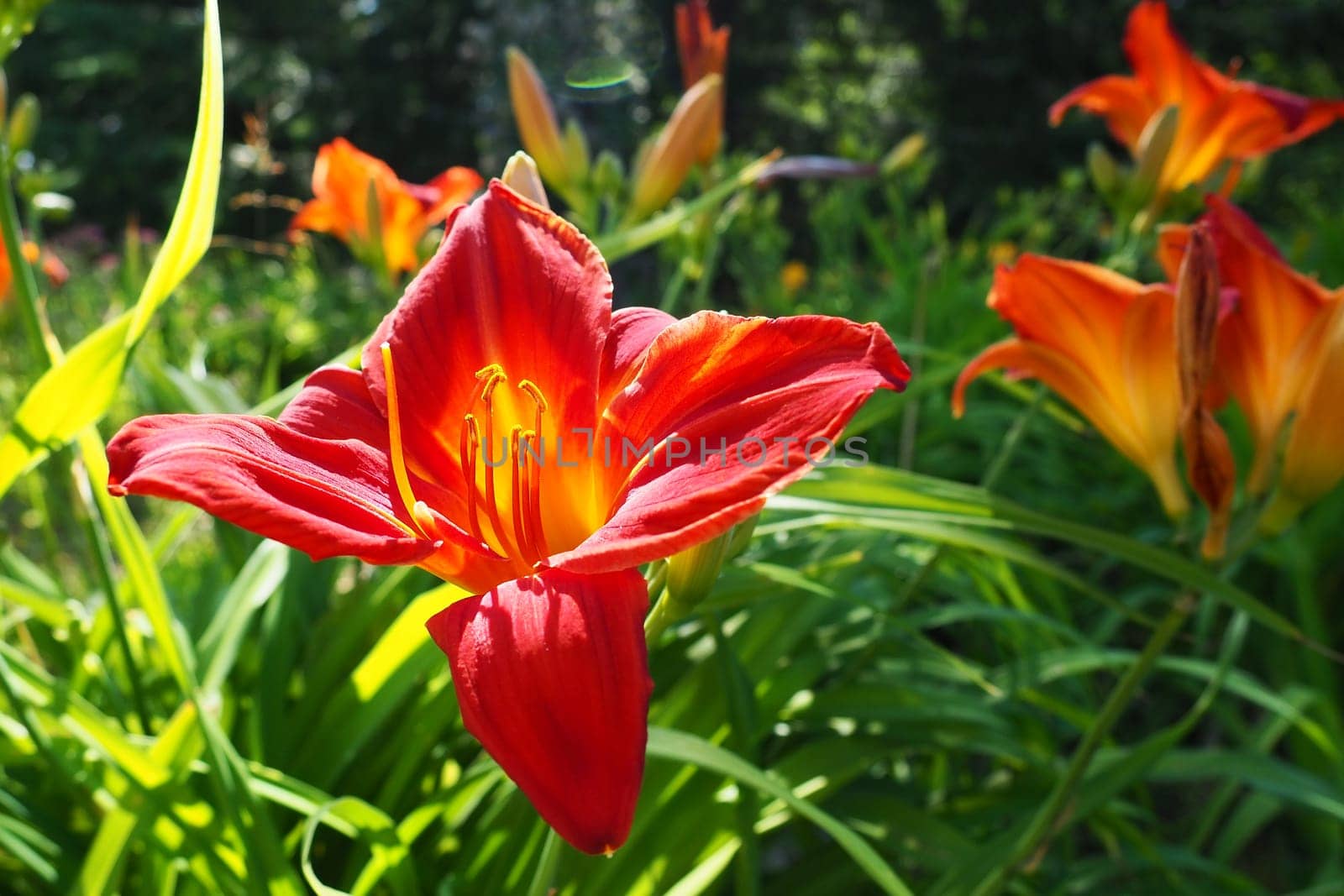 Hemerocallis hybrid Anzac is a genus of plants of the Lilaynikov family Asphodelaceae. Beautiful red lily flowers with six petals. Long thin green leaves. Flowering and crop production as a hobby.