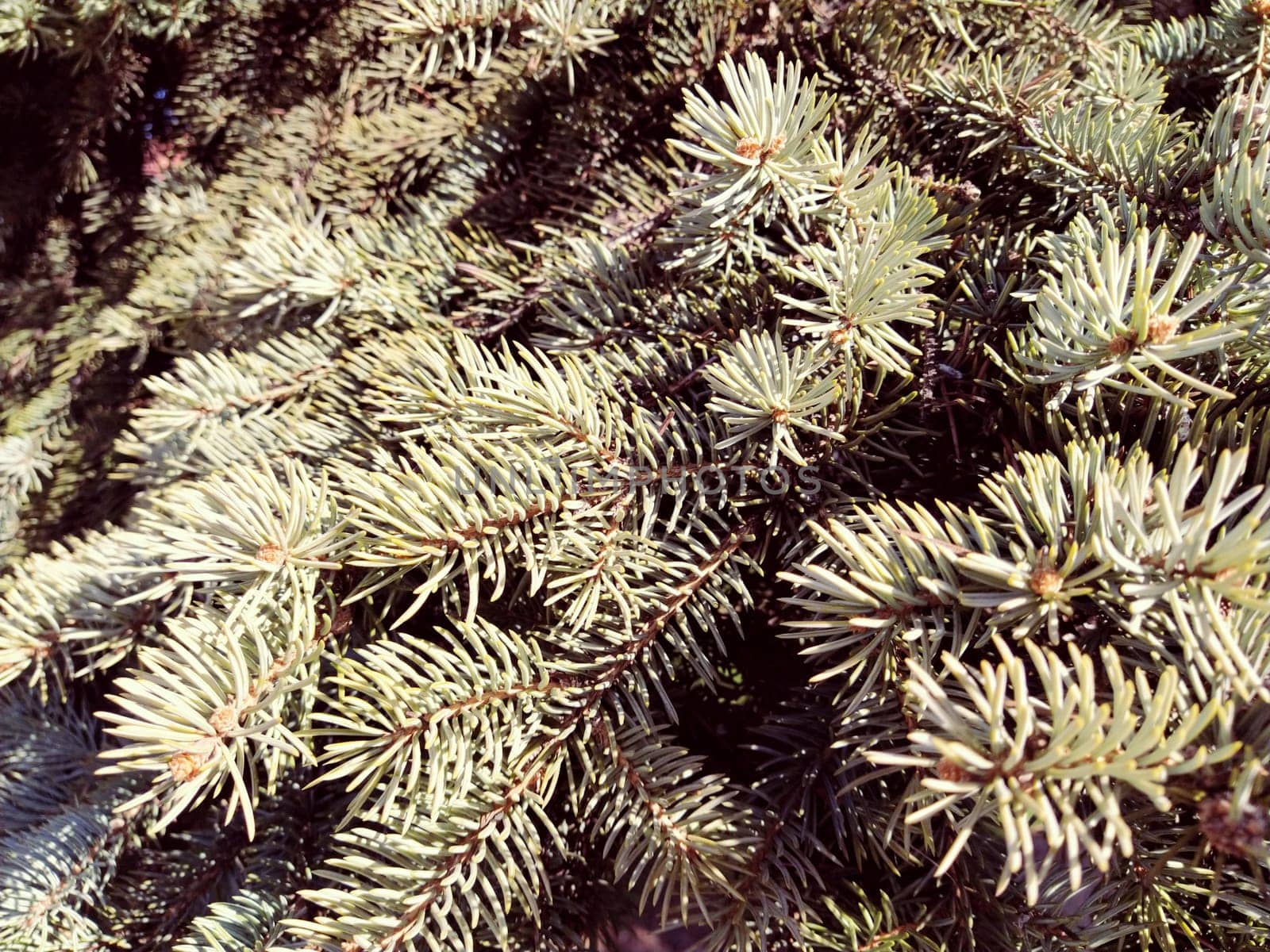 Picea spruce, a genus of coniferous evergreen trees in the pine family Pinaceae. Coniferous forest. Spruce branches and needles. The problem of ecology, deforestation and climate change.