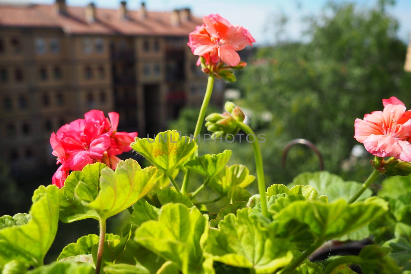 pink zonal geraniums on the windowsill. Pelargonium peltatum is a species of pelargonium known by the common names Pelargonium grandiflorum. Cranesbill or crane's-bill. Green leaves