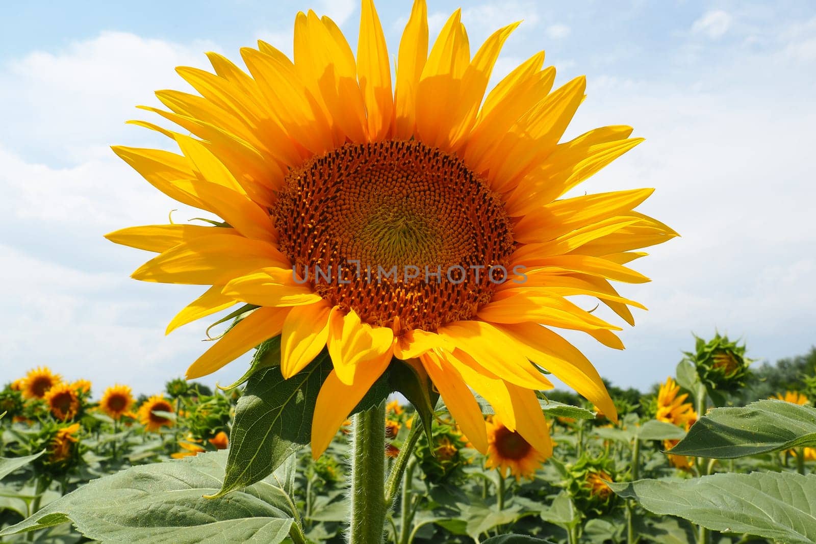 The Helianthus sunflower is a genus of plants in the Asteraceae family. Annual sunflower and tuberous sunflower. Agricultural field. Blooming bud with yellow petals. Furry leaves. Serbia agriculture