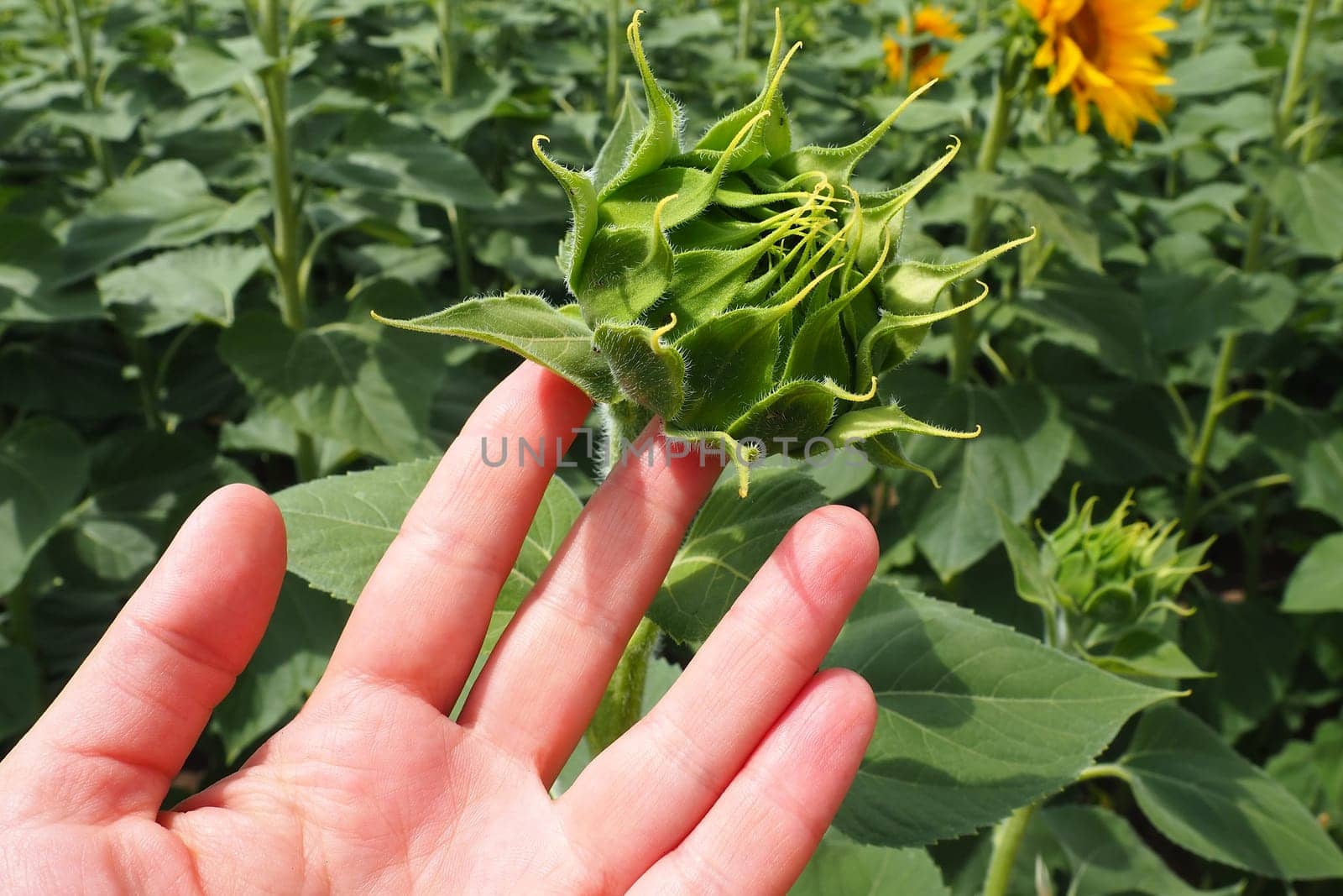 A woman's hand holds and shows an unopened sunflower bud. The Helianthus sunflower is a genus of plants in the Compositae family. Annual sunflower and tuberous sunflower. Agricultural field.