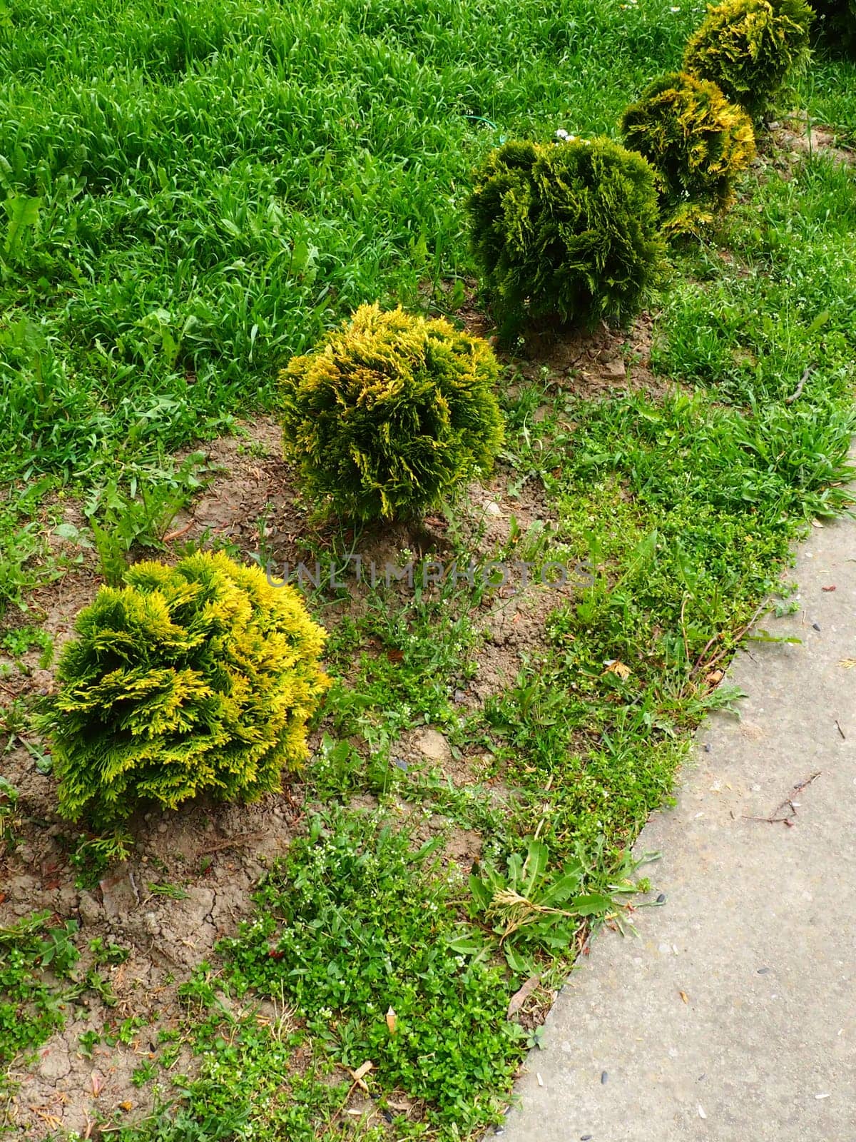 Sheared thuja on the lawn. Shaping the crown of thuja. Garden and park. Floriculture and horticulture. Landscaping of urban and rural areas. Yellow-green leaves and needles of coniferous plant.