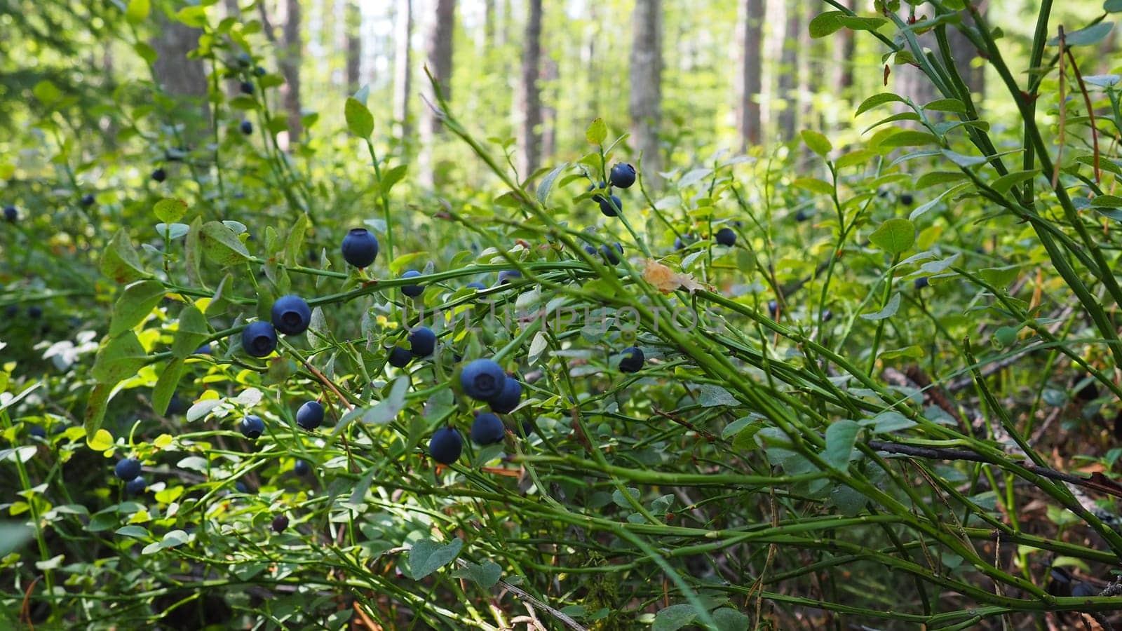 Blueberry, or Blueberry myrtle Vaccinium myrtillus, a low-growing shrub, a species of the genus Vaccinium of the family Heatheraceae. Forest wild blue purple berries and green leaves. Picking berries
