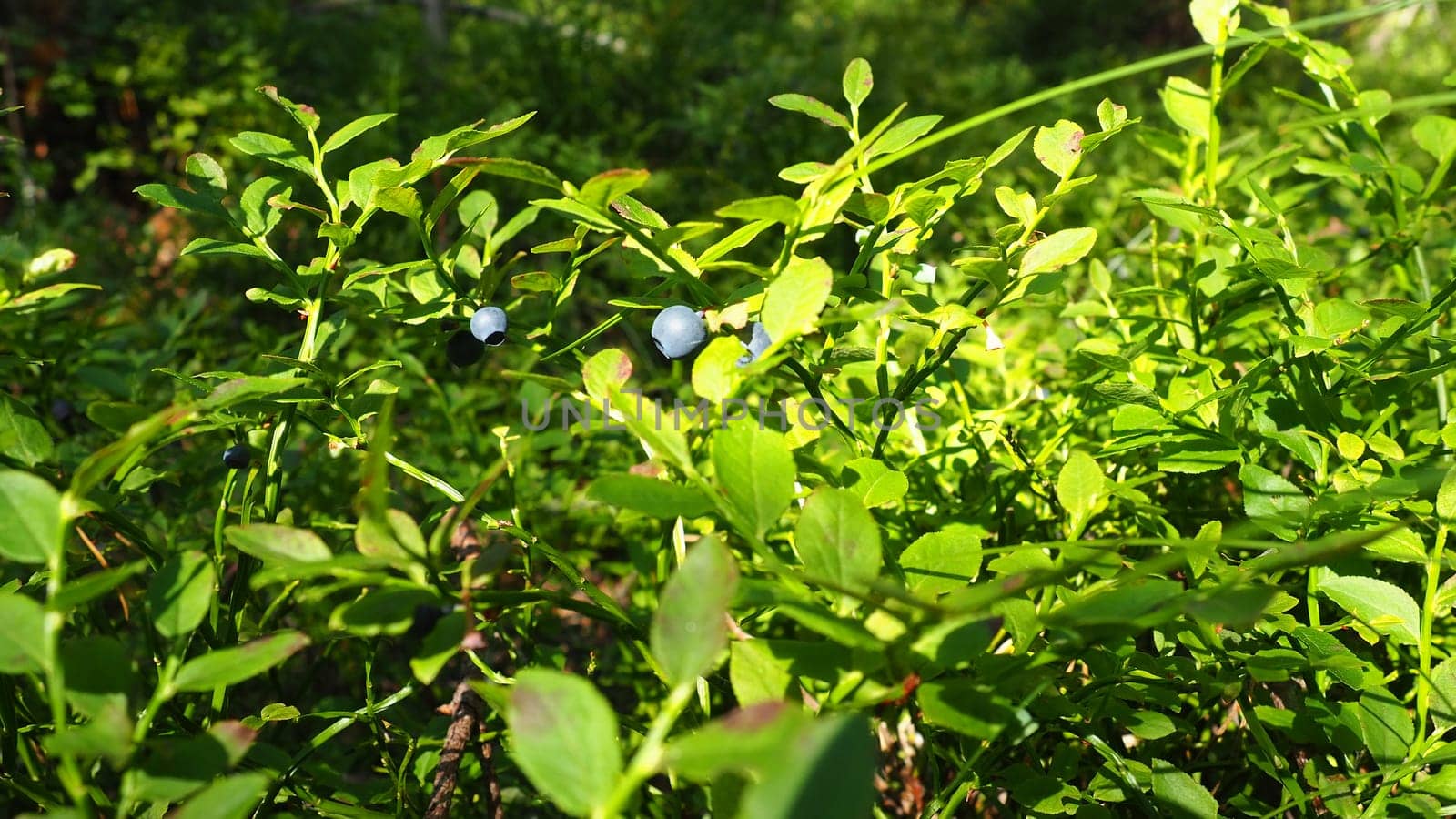 Blueberry, or Blueberry myrtle Vaccinium myrtillus, a low-growing shrub, a species of the genus Vaccinium of the family Heatheraceae. Forest wild blue purple berries and green leaves. Picking berries