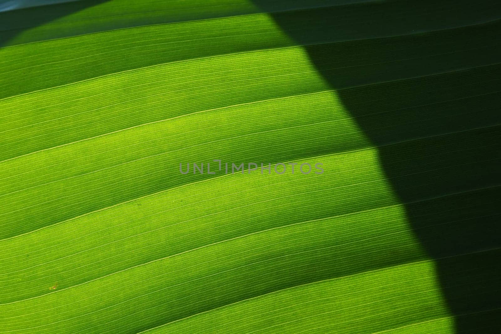Banana leaf close up. Green leaf with a striped surface. Black shadow. Natural background. Banana, the oldest food crops. For tropical countries the most important food plant and the main export item