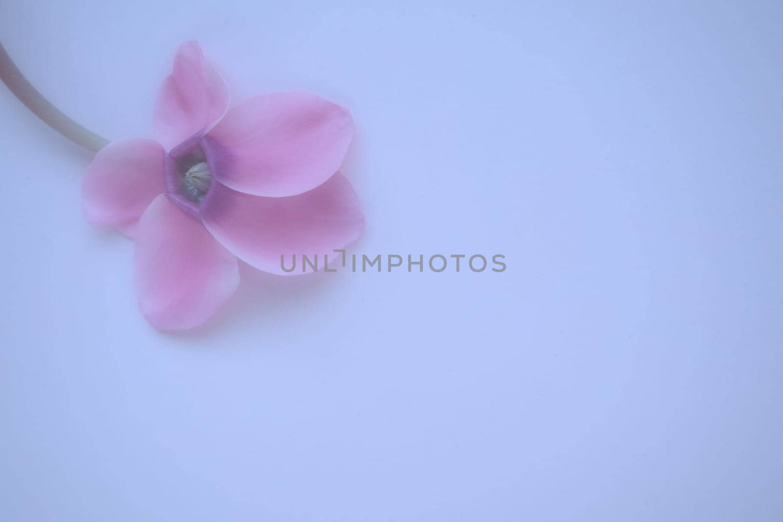 Pink cyclamen flower side view on blue background with blurred tender focus. One flower with five petals, stem without leaves. copyspace. Foggy effect. Beautiful exquisite cyclamen flower