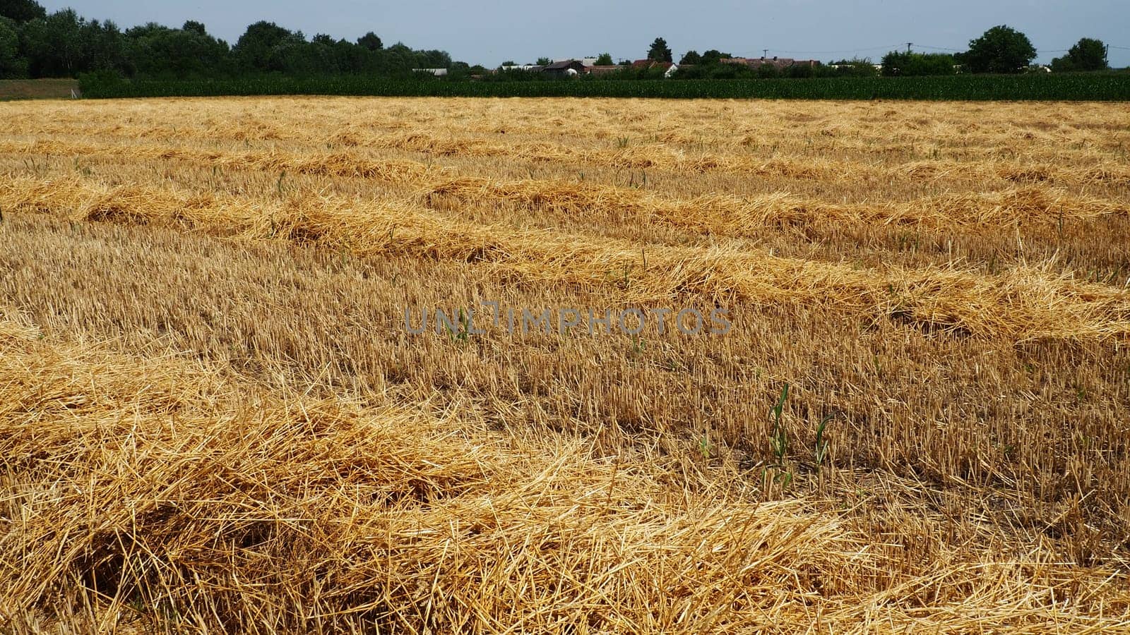 Hay and cake after wheat. Field with dry remains of cereal crops. Agricultural work. Serbia.