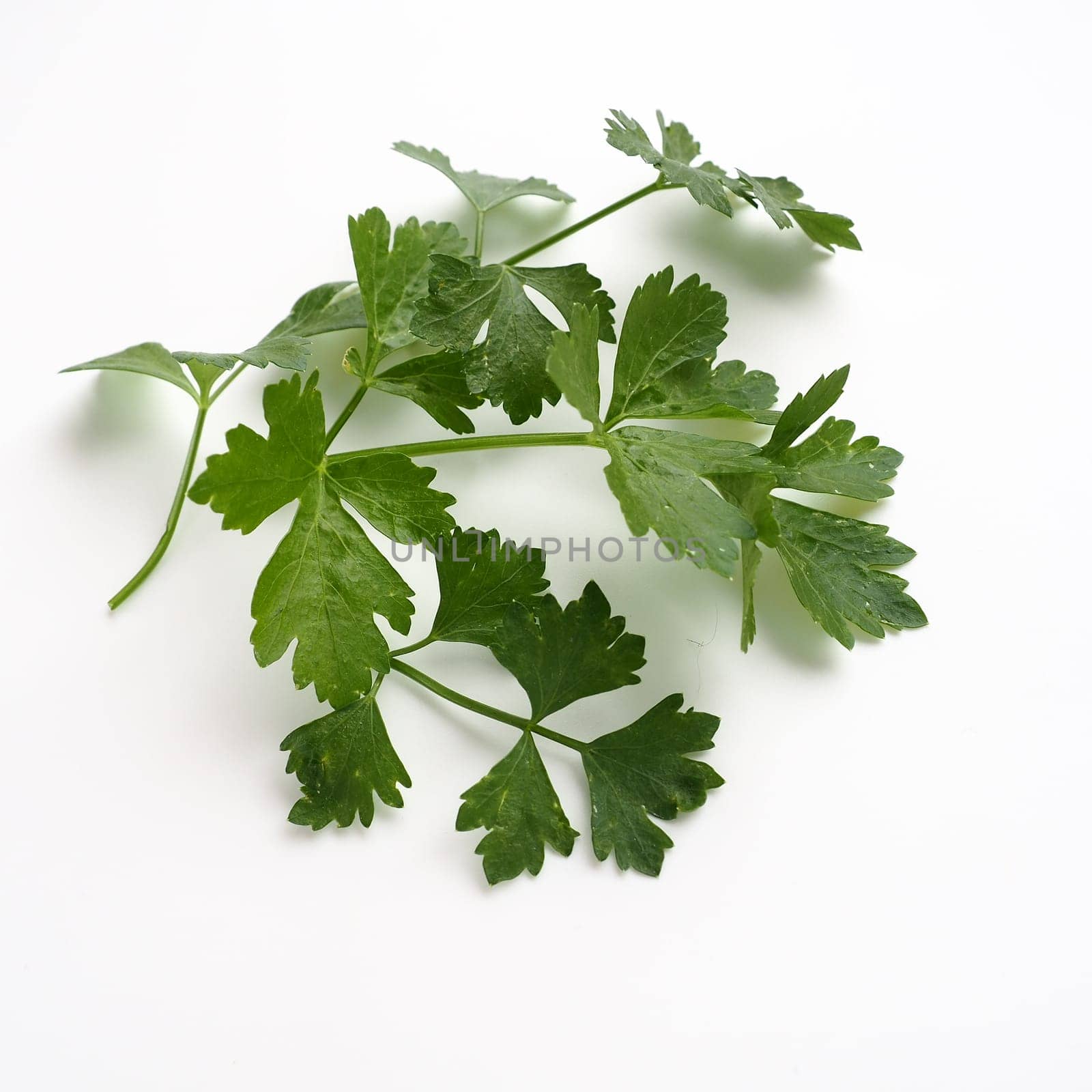 Petroselinum crispum, one- to two-year-old plant umbrella family Umbelliferae. Celery odorous, or Celery fragrant Apium graveolens is a biennial plant Apiaceae, a vegetable crop. White background