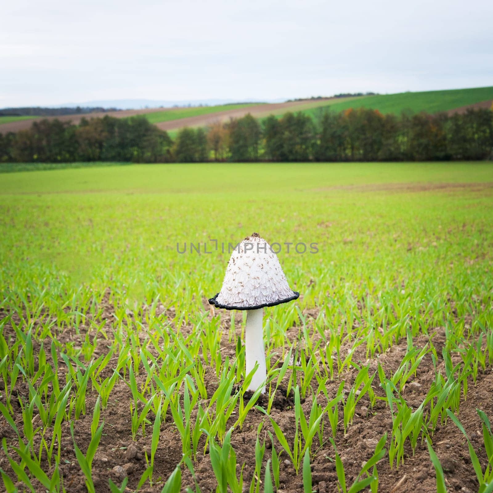 White mushroom growing o a field Burgenland