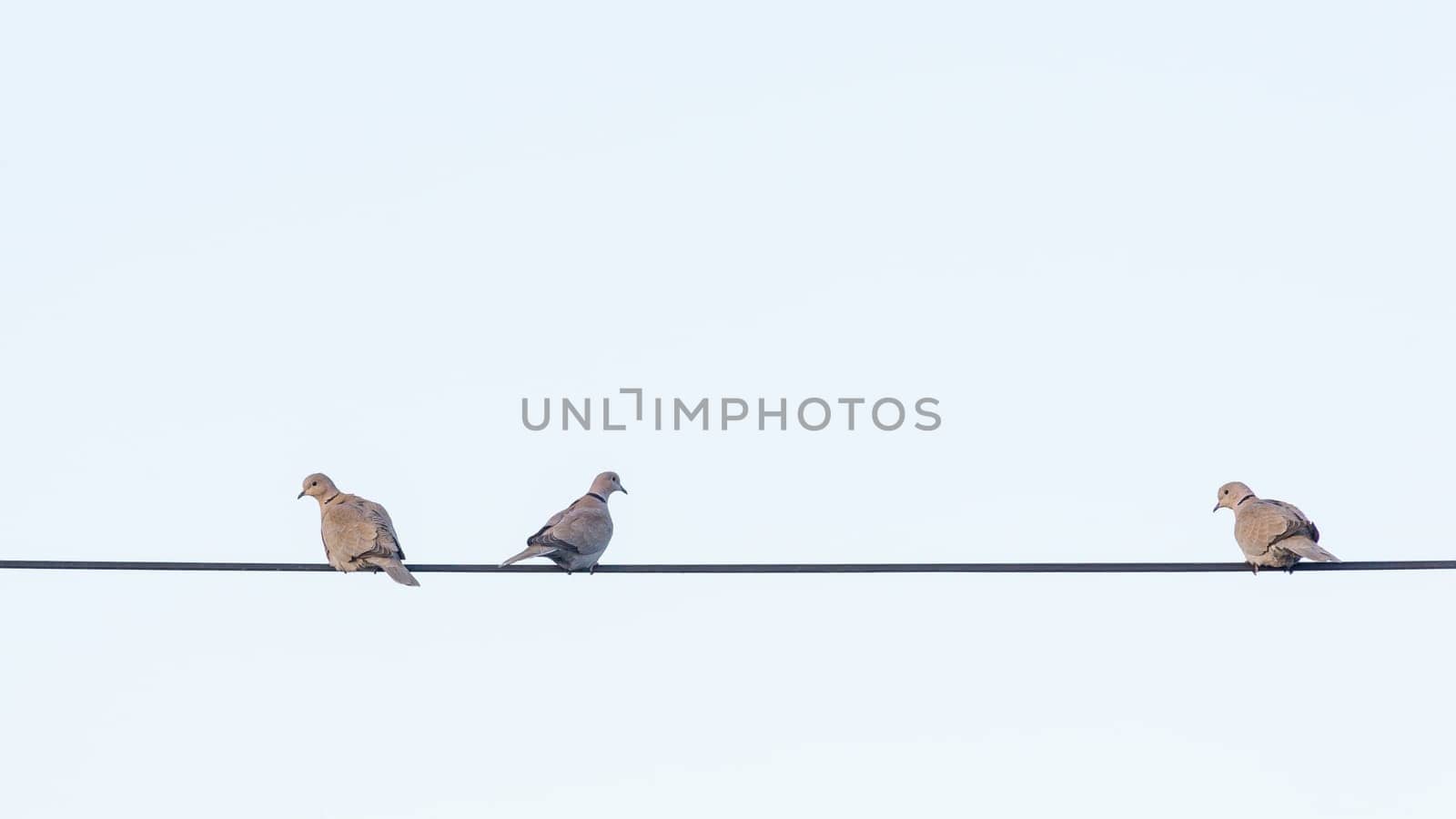three pigeons sit on a wire and look