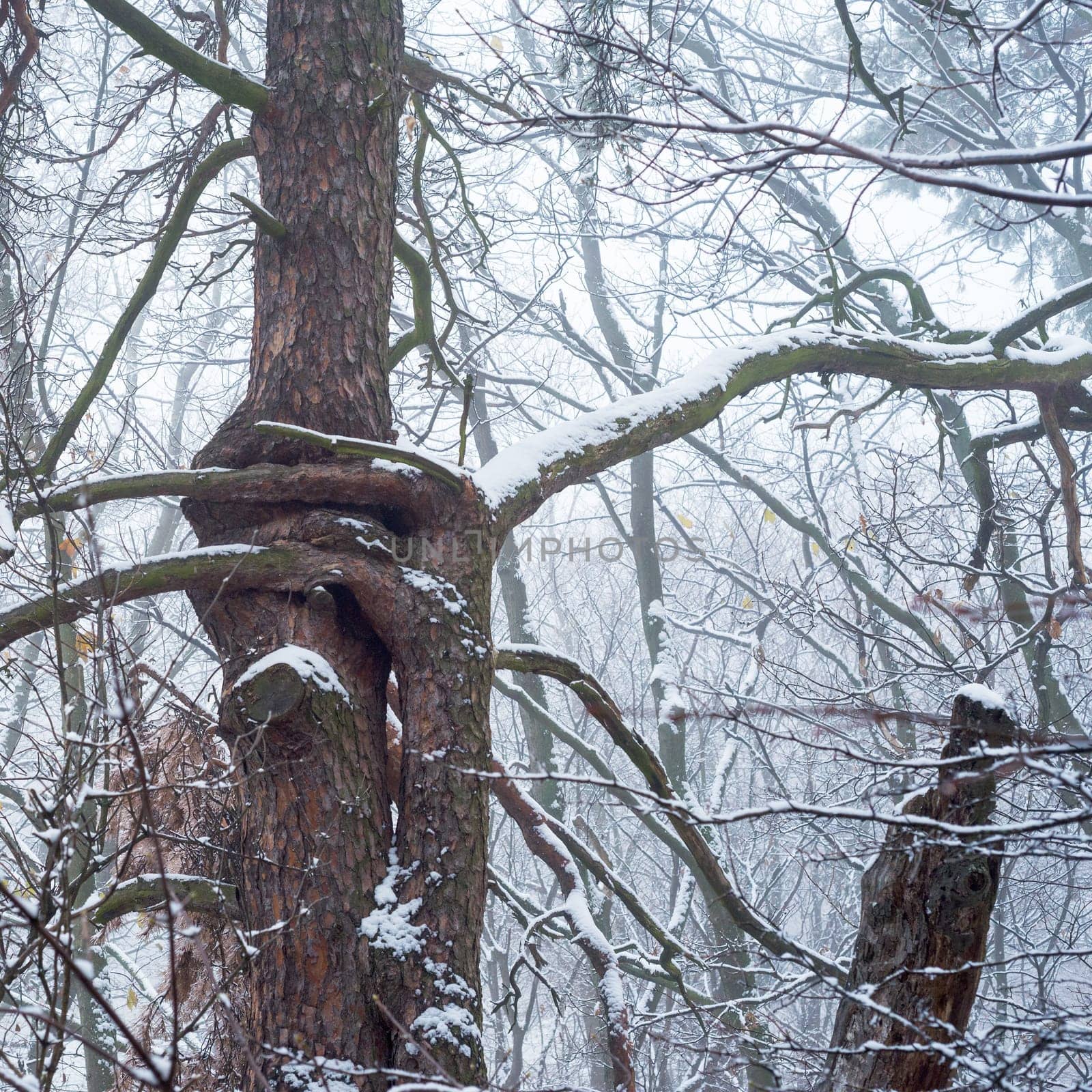The tangle of the bare branches of an oak in winter snow covered