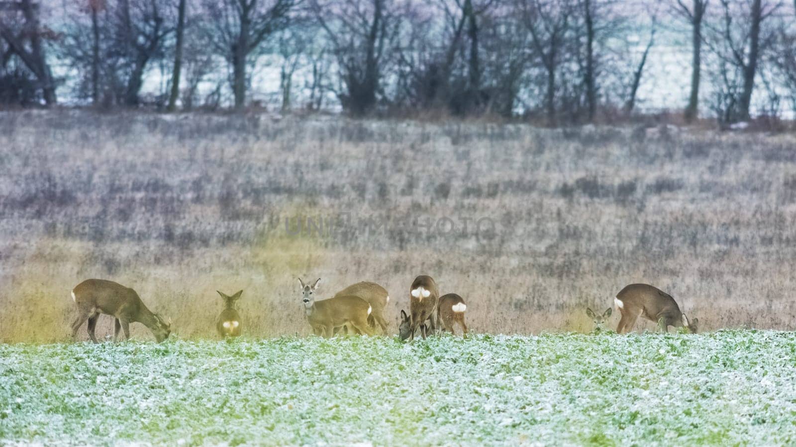 Roe deer herd in winter on a field