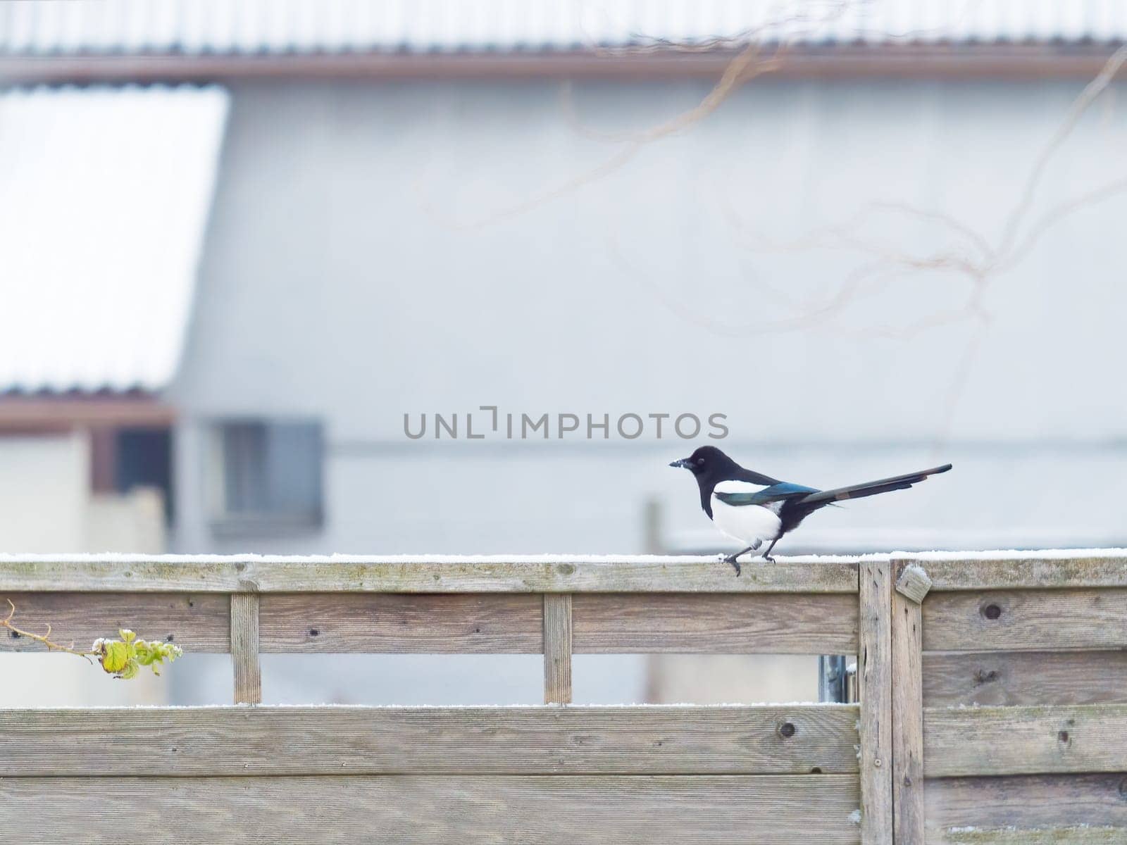 Black-Billed Magpie Perched on Wooden Fence Post