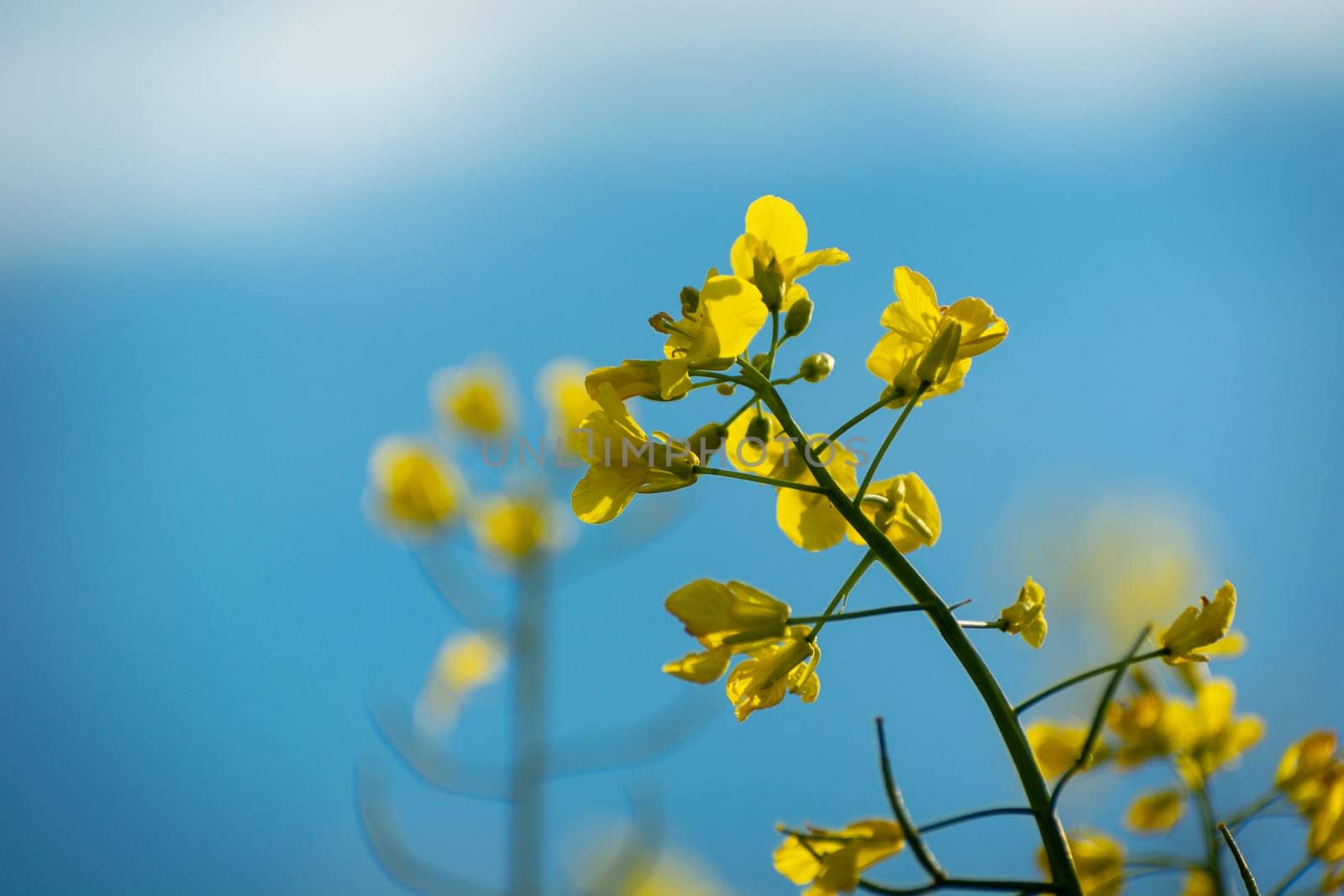 A stalk of yellow flowering rapeseed against a blue sky, spring view