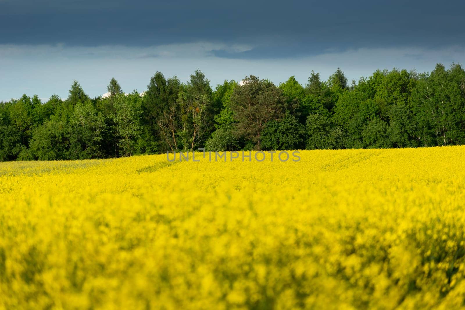 Green forest behind a field of yellow rape and a cloud on the sky, spring rural view, sharpness in the background