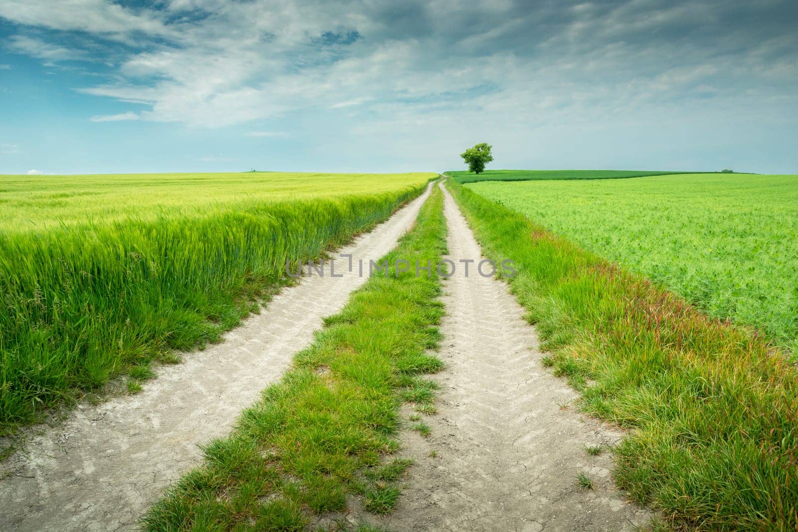 Rural road through farmland and a lone tree, spring day