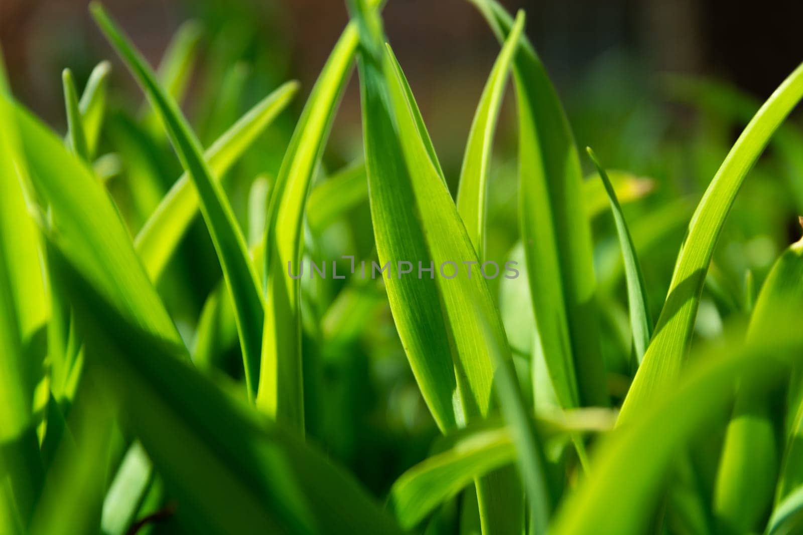 Densely growing garden plants side view, spring day