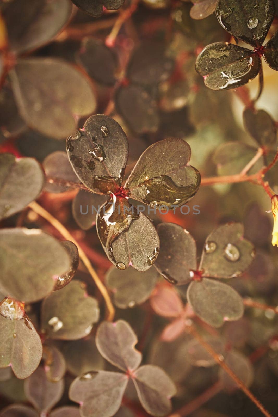 Clover in the forest. Clover leaves with water drops. Lucky symbol for 2023. plant photo from nature