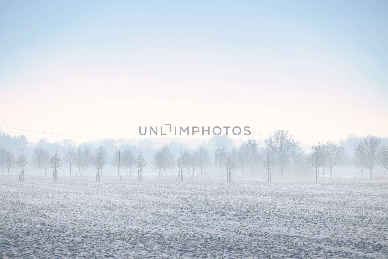 Winter landscape with trees on the edge of a field covered with snow. Winter landscape shot