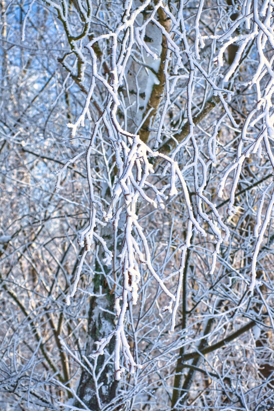 snowy birch forest on the outskirts of Berlin. Frost forms ice crystals on the branches. Clear, cold air and sun rays while walking.