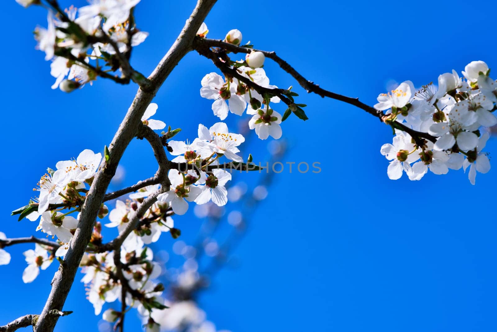Branch with cherry blossom on fruit tree in garden. Blossom in spring. Background with bokeh. Blossoms photo from nature