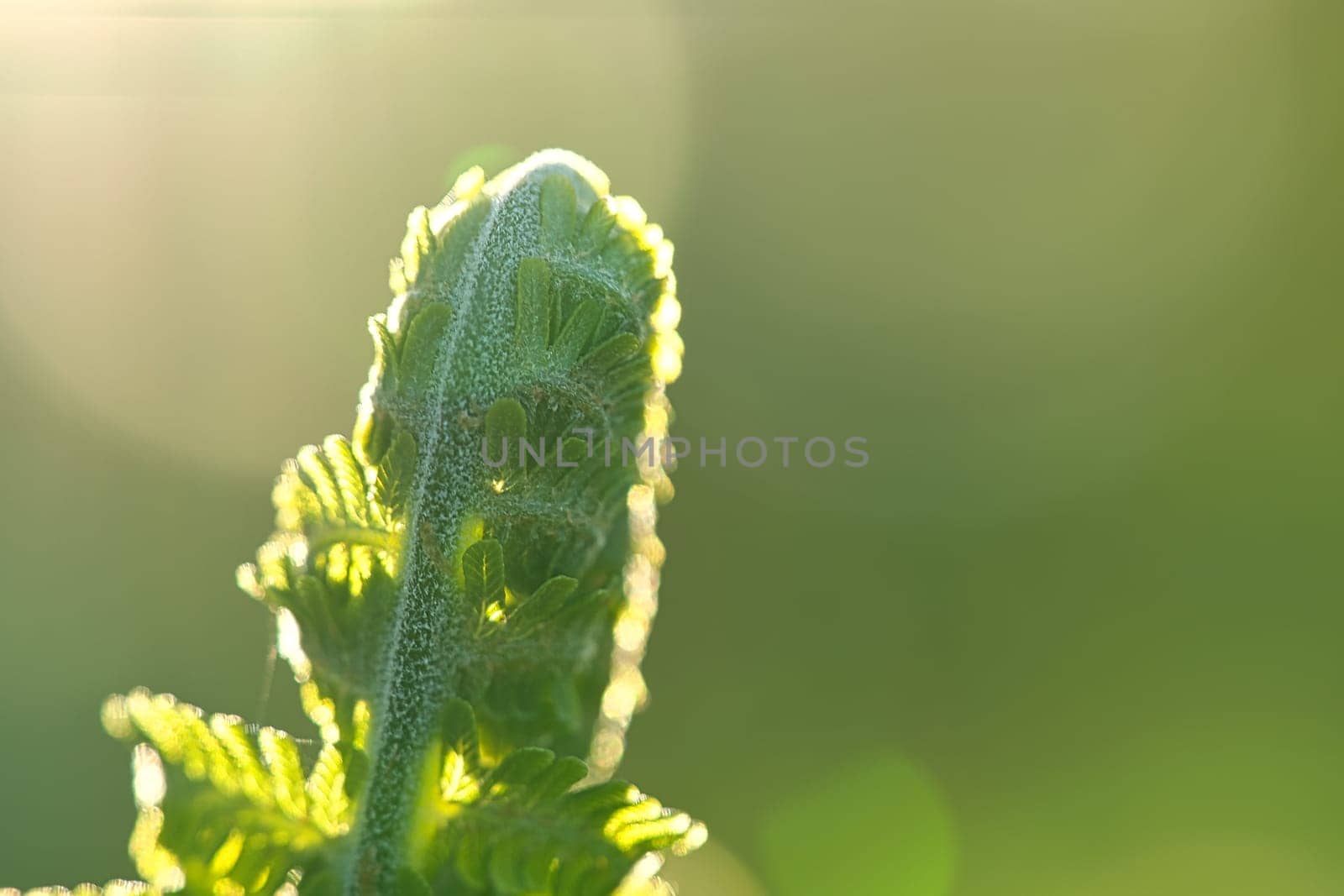 Fern snail with autumn light. Fern leaf in foreground. Blurred background with bokeh. Plant photo from nature
